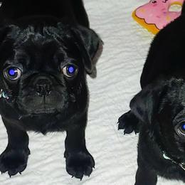 Pugs from Brenda Marquez