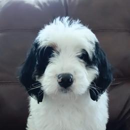 Cupid - Black and white female Bernedoodle puppy in New Market, Virginia from Frosty & Ginger Co Home of Doodles