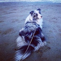 Border Collies from Prophecy Kennels