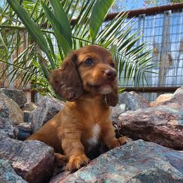 Pablo - Red male Dachshund puppy in Florence, Arizona from Doxie Town Az