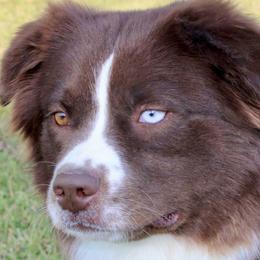 Fawkes - Australian Shepherd