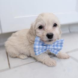 Copper cream silky wire - Cream male Dachshund puppy in Richmond, Virginia from Irresistible Dachshunds & Cavaliers