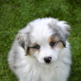 Australian Shepherd and Miniature American Shepherd Puppies from Bright Heart Aussies & Miniature American Shepherds