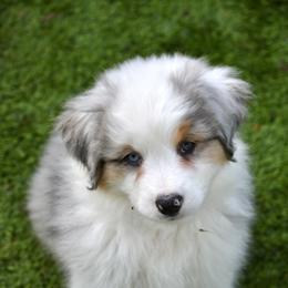 Australian Shepherd and Miniature American Shepherd Puppies from Bright Heart Aussies & Miniature American Shepherds