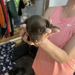 Molly - Chocolate female Dachshund puppy in Wappapello, Missouri from Kandb Dachshunds