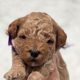 Leonardo - Brown male Bernedoodle puppy in Vernon, Texas from Sugarland's Texas Goldendoodles
