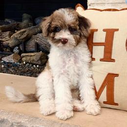 Sophia - Brown merle female Aussiedoodle puppy in Allen, Texas from Calena’s Doodles