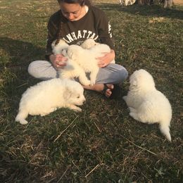 Border Collie and Maremma Sheepdog Puppies from 2J 2K Border Collies & Maremma Sheepdogs