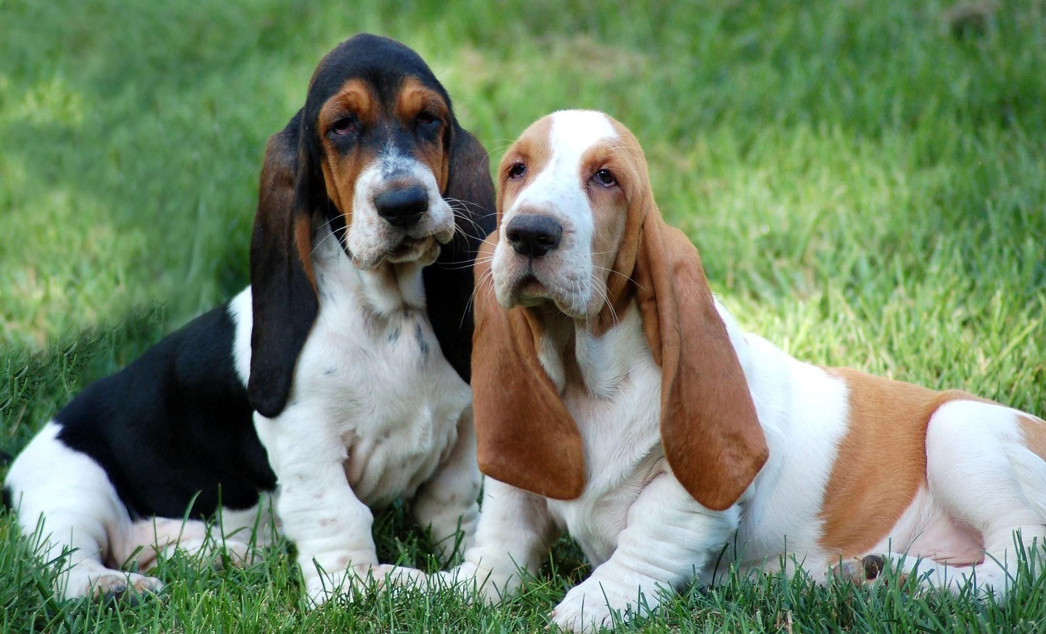 2 basset hound puppies sitting in the grass