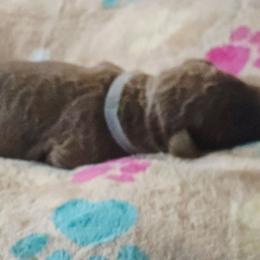Gray Collar Boy - Silver male Goldendoodle puppy in Newark, New Jersey from Westmorelandislandpups
