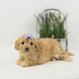 Queenie - Apricot female Cavapoo puppy in Republic, Missouri from Red Skye Puppies