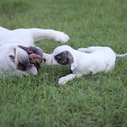 Whippet Puppies from Wildbriar Whippets
