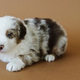 Borah - Red merle Miniature Australian Shepherd puppy in Jerome, Idaho from Merrick Mini Aussies