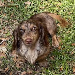 Patches - Dachshund