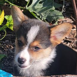 Turquoise bandana boy - Black and tan male Pembroke Welsh Corgi puppy in Cherokee, Oklahoma from MCS Farms-OK