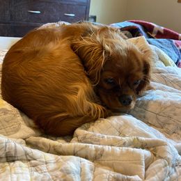 Lily - Cavalier King Charles Spaniel