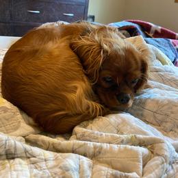 Lily - Cavalier King Charles Spaniel