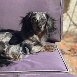 Dachshund Puppies from Camacho_Dachshunds