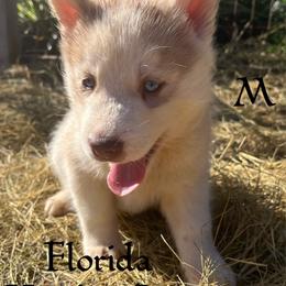 Crues cream and white boy - Sable and white male Siberian Husky puppy in Trinity, Florida from Florida Husky Den