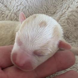 Burst - Red and white male Cardigan Welsh Corgi puppy in Larsen, Wisconsin from Pondside Kennels