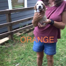 Orange - Lemon and white male Basset Hound puppy in Valley, Alabama from Beverly's Bassets