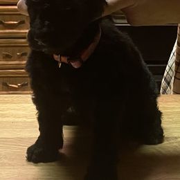 Girl 2 - Poodle puppy in Onalaska, Washington from Dusty Rose Standard Poodles