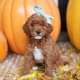 Reese - Red  female Goldendoodle puppy in Wake Forest, North Carolina from Dreamcoat Doodles
