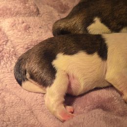 Pekingese Puppies from Sweet Pekes