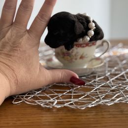 Tinkerbell - Brown female Poodle puppy in Fredericktown, Missouri from Doodle Pups Fur-Ever