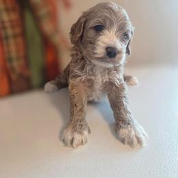 Honey - Buff and white female Cockapoo puppy in Rutherford County, North Carolina from Simply Grace Farms