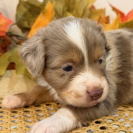 Fritz - Red merle male Miniature Australian Shepherd puppy in Ambrose, Georgia from Brandilyn's Aussies