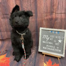 German Shepherd Puppies from Westbound German Shepherds