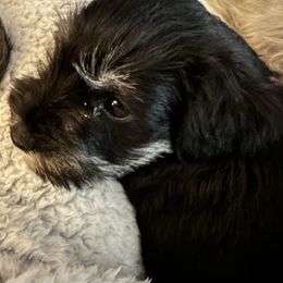 Cayenne - Black and silver male Miniature Schnauzer puppy in Lubbock, Texas from Schnazzy Schnauzers