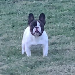 Mendel - French Bulldog