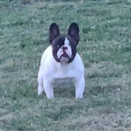 Mendel - French Bulldog