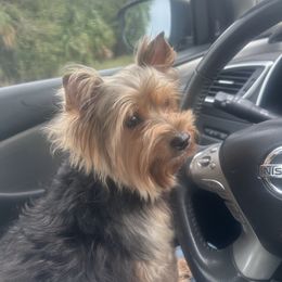 Lulu - Yorkshire Terrier