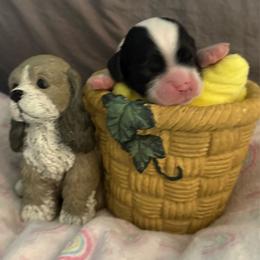 Blue collar boy - Black and white male Cocker Spaniel puppy in Boca Raton, Florida from Gold-Coast Cockers
