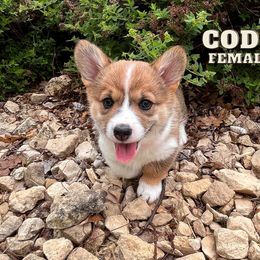 Lily - Pembroke Welsh Corgi puppy in Eau Galle, Wisconsin from Rocking Ridge Ranch