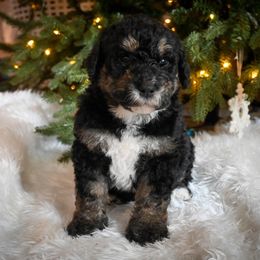 Dasher - black tri - Phantom male Bernedoodle puppy in Lookout, California from Remington Kennels, LLC