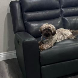 Oakley - Shih Tzu