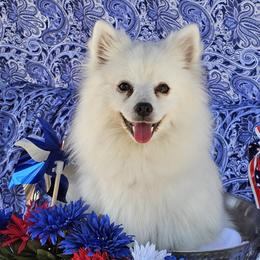 Yukie - American Eskimo Dog