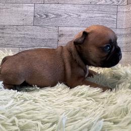 Ladybug - Fawn female French Bulldog puppy in Riverview, Florida from The Frenchie Lady Co.