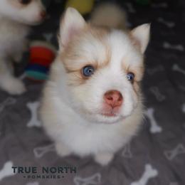 Amber - Red and white female Pomsky puppy in Olathe, Kansas from True North Pomskies
