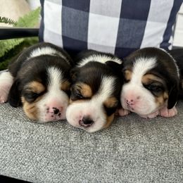 Boy 3 - Black tan and white male Beagle puppy in Monticello, Georgia from Beaglelove