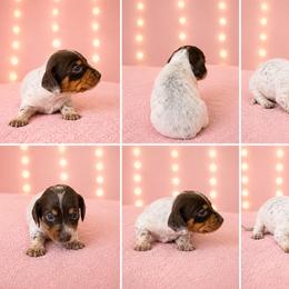 Dolly - Dapple female Dachshund puppy in Glen St Mary, Florida from Little Pawz, LLC