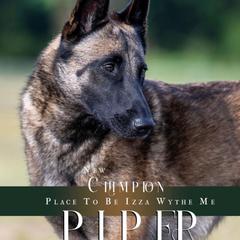 Piper - Belgian Malinois