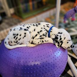 Dalmatian Puppies from Spotted Way Dalmatians
