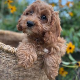 Aster - Red female Cavapoo puppy in Putnam, Connecticut from Driftwood Acres