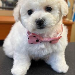 Pink - White female Bichon Frise puppy in Lake Elsinore, California from Amber's Bichon Frise and Poodles
