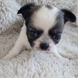 Joy - Black and white female Chihuahua puppy in Titusville, Florida from ChibiChi